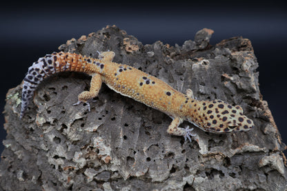 Male Clown