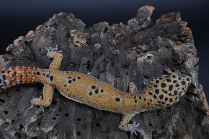 Male Clown