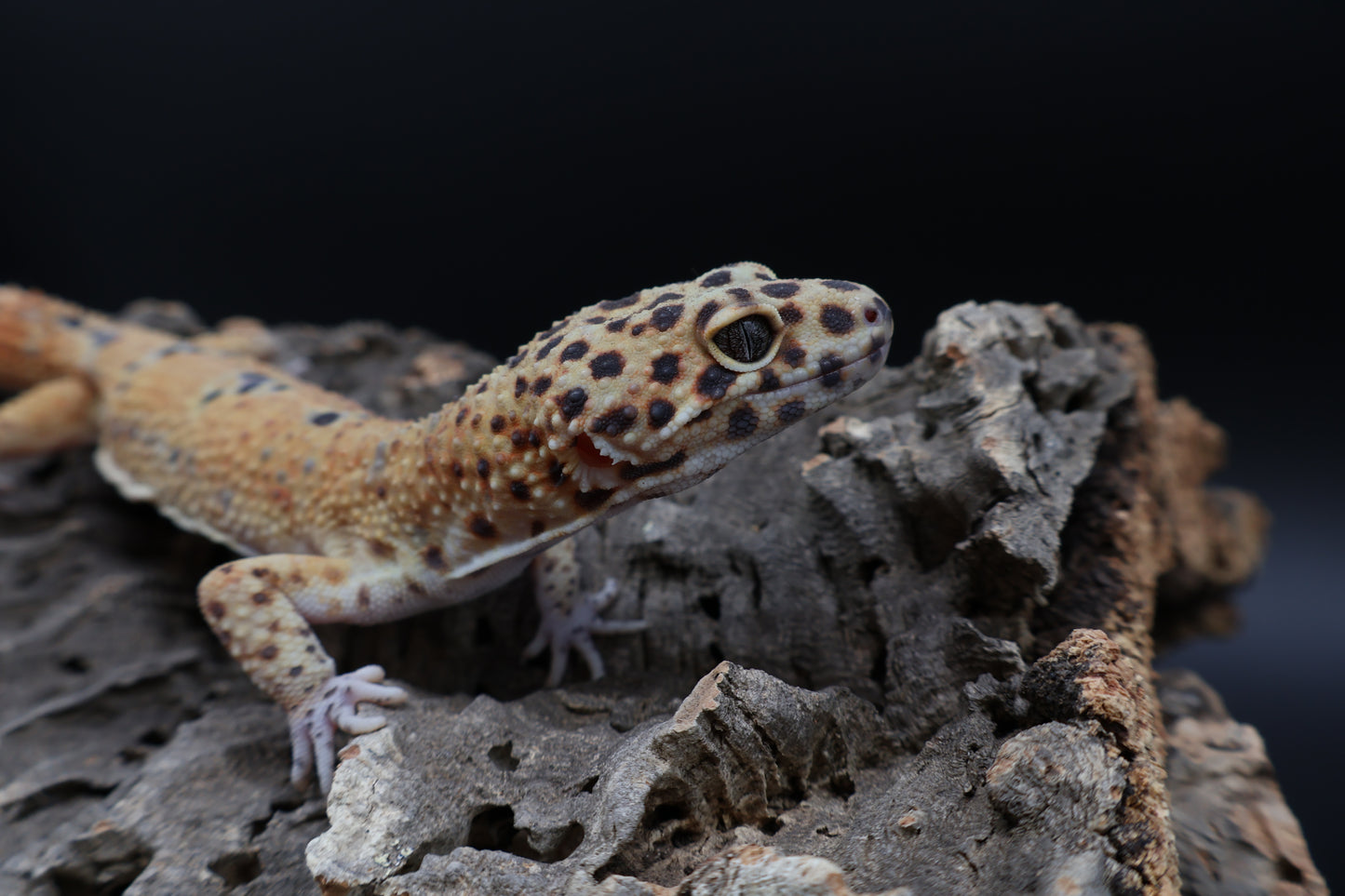 Male Clown