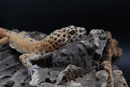 Male Clown