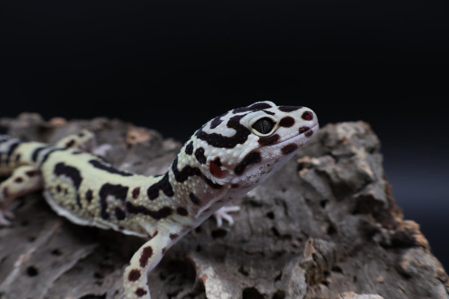 Male Hyper Xantic Halloween Mask Bold Bandit (regen tail)