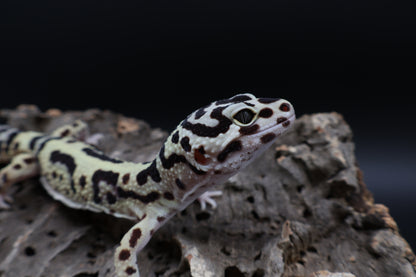 Male Hyper Xantic Halloween Mask Bold Bandit (regen tail)