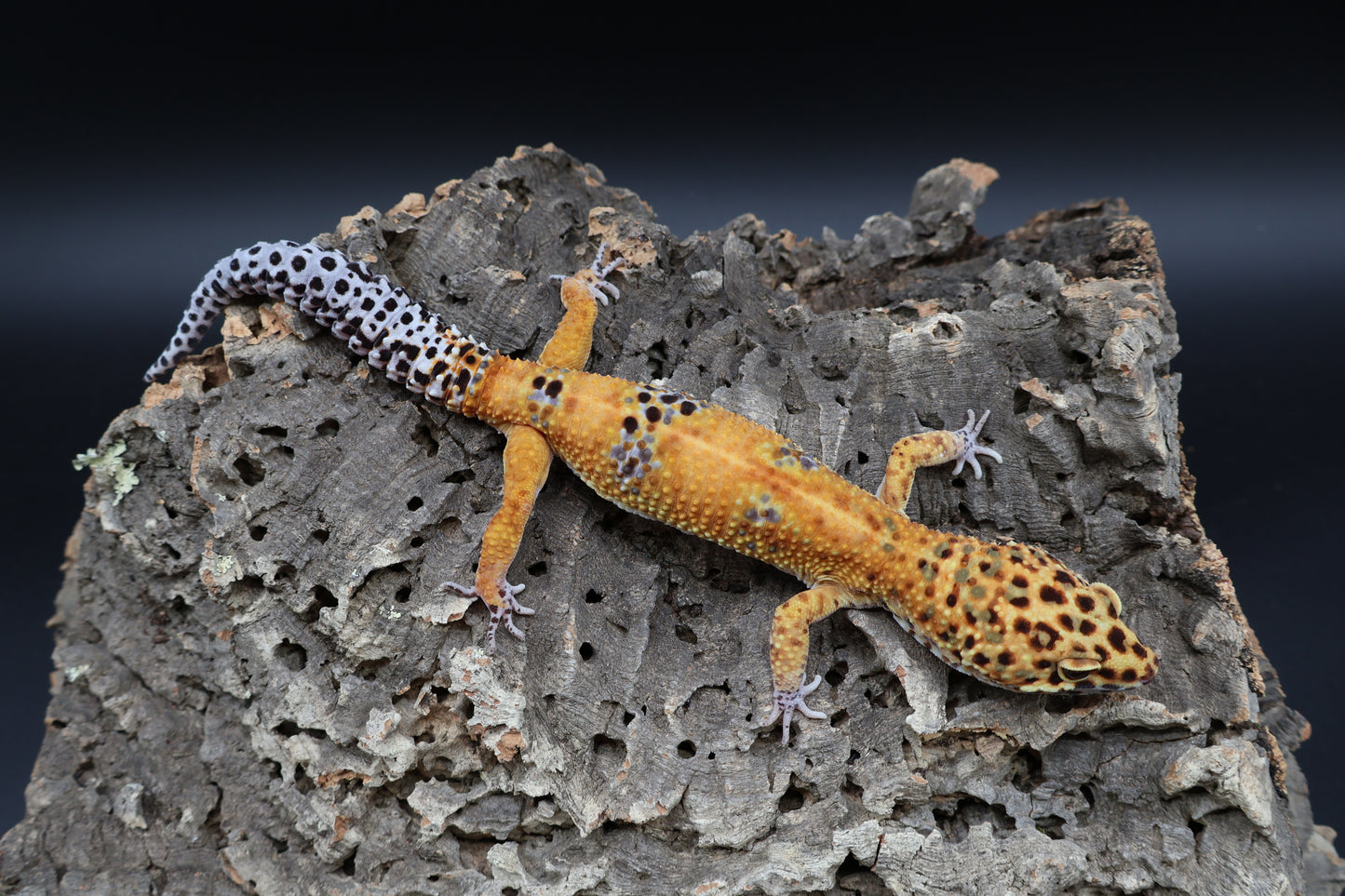 Male Tangerine Red Stripe Emerine