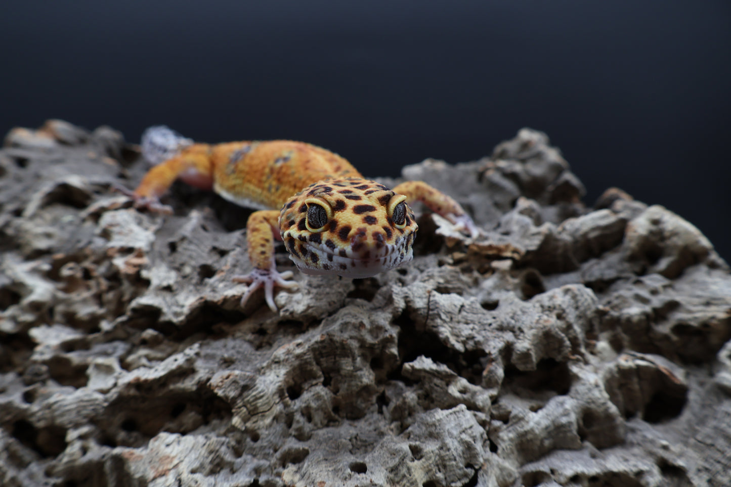 Male Tangerine Red Stripe Emerine
