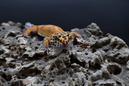 Male Tangerine Red Stripe Emerine