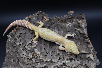 Female Tangerine Tremper Albino (10")