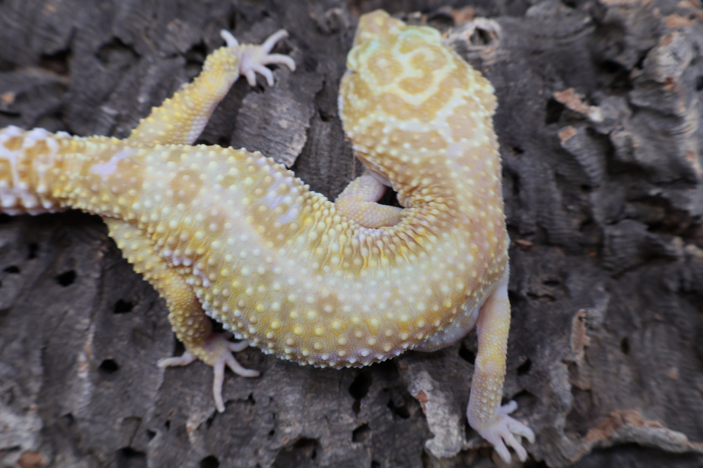 Female Tangerine Tremper Albino (10")