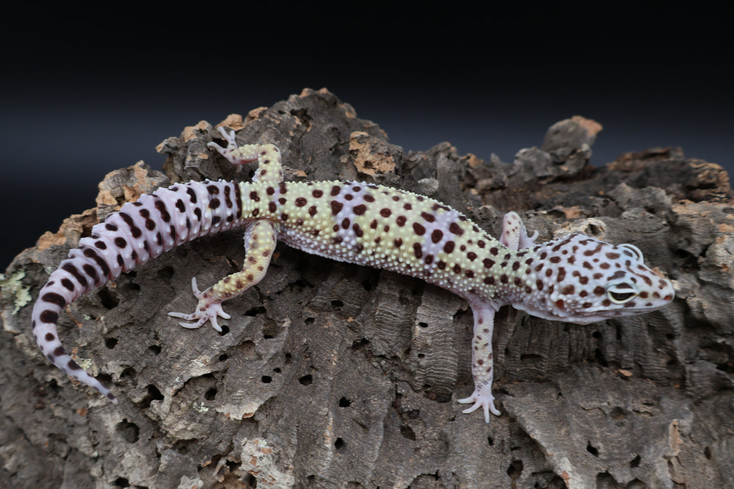 Female 50% Fasciolatus 25% Macularius 25% Turcmenicus