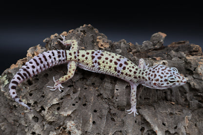 Female 50% Fasciolatus 25% Macularius 25% Turcmenicus