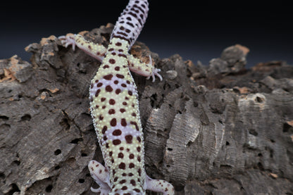 Female 50% Fasciolatus 25% Macularius 25% Turcmenicus
