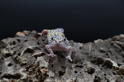 Female 50% Fasciolatus 25% Macularius 25% Turcmenicus