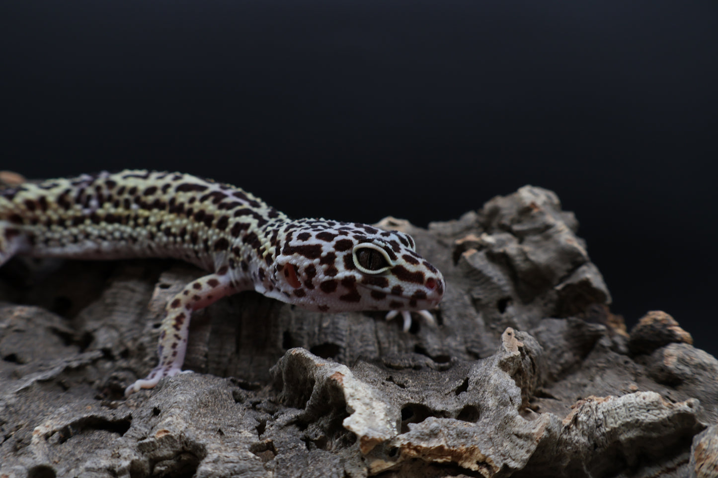 Female 50% Black Night 25% Afghanicus 25% Turcmenicus