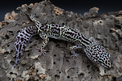 Female 50% Black Night 25% Afghanicus 25% Turcmenicus (regn tail)