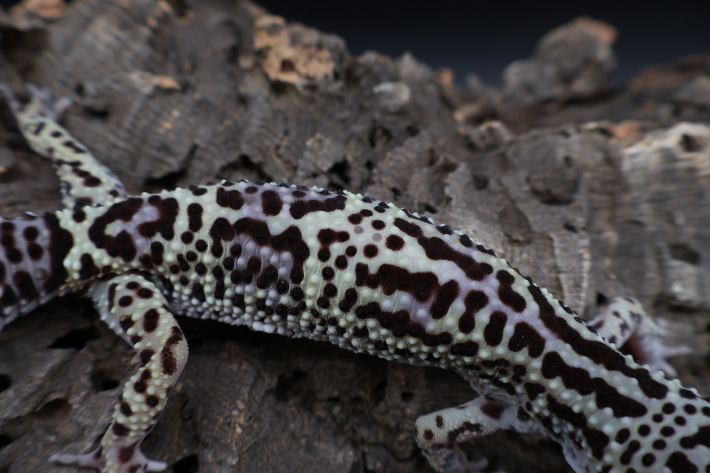 Female 50% Black Night 25% Afghanicus 25% Turcmenicus (regn tail)