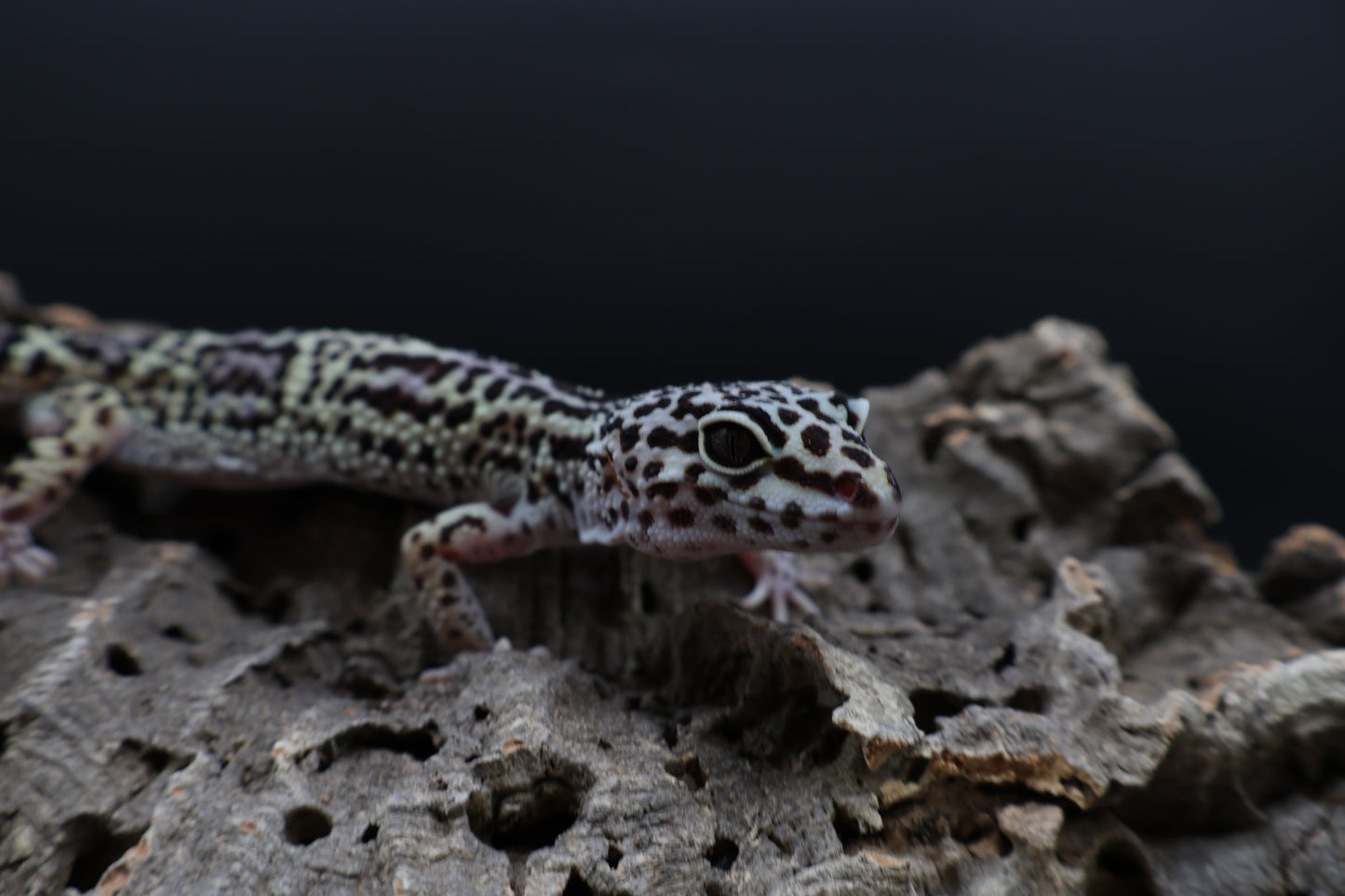 Female 50% Black Night 25% Afghanicus 25% Turcmenicus (regn tail)