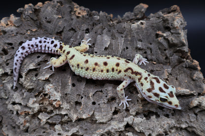 Female Hyper Xantic Bold Stripe pos. W&Y (ovulating)