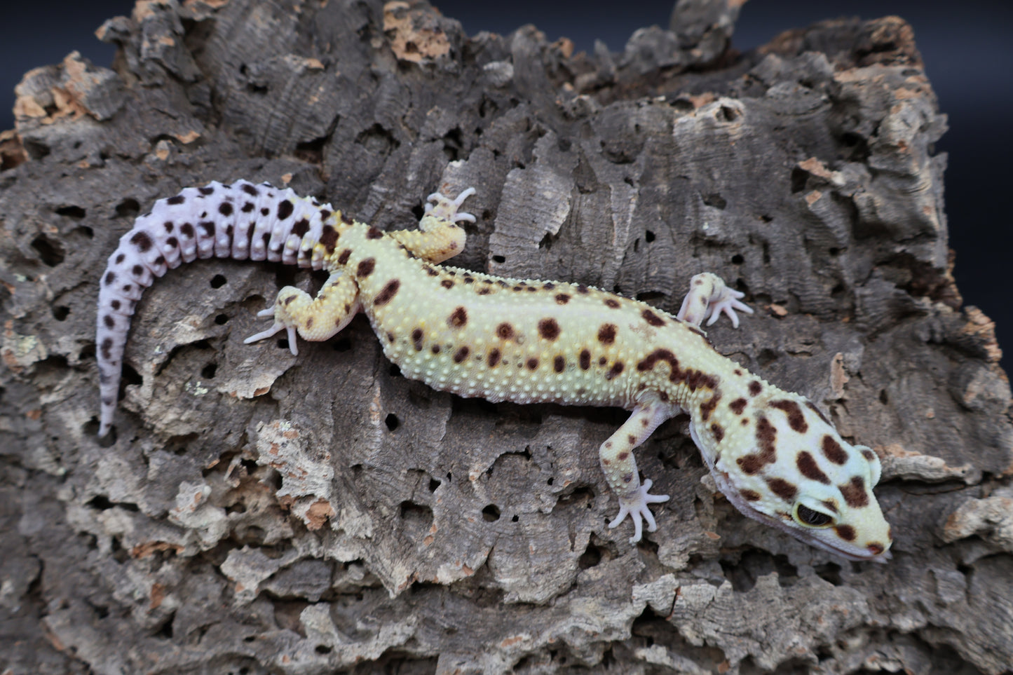 Female Hyper Xantic Bold Stripe pos. W&Y (ovulating)