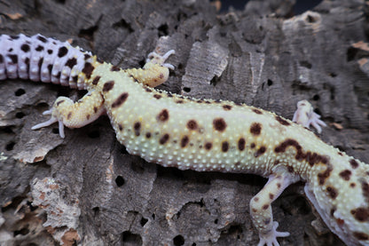 Female Hyper Xantic Bold Stripe pos. W&Y (ovulating)