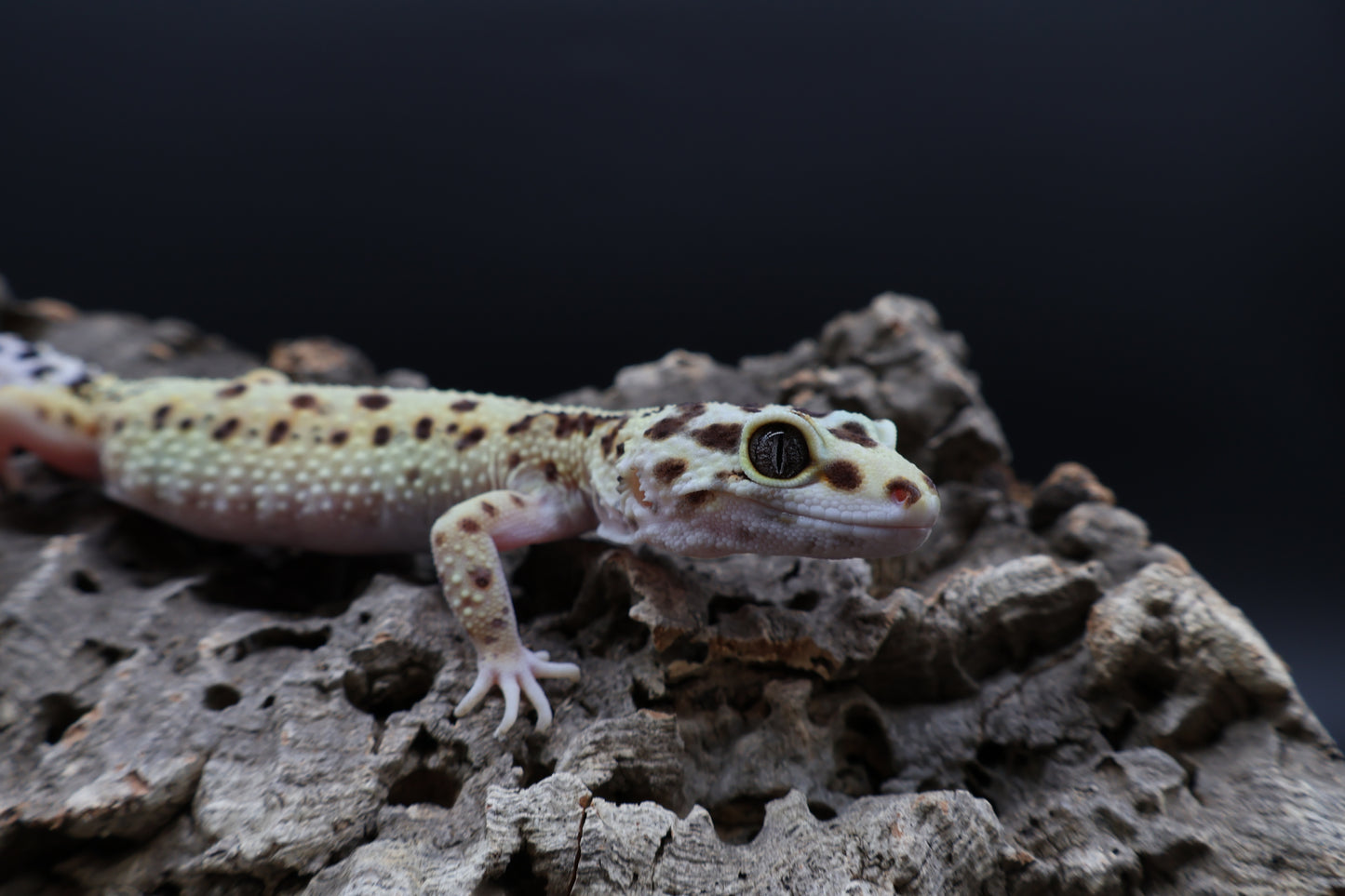 Female Hyper Xantic Bold Stripe pos. W&Y (ovulating)