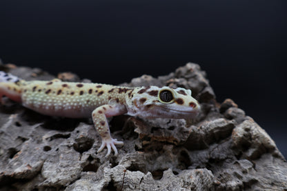Female Hyper Xantic Bold Stripe pos. W&Y (ovulating)
