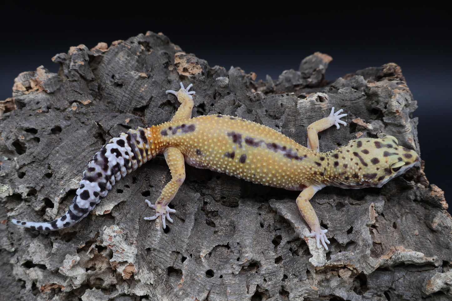 Female Firebold (ovulating)