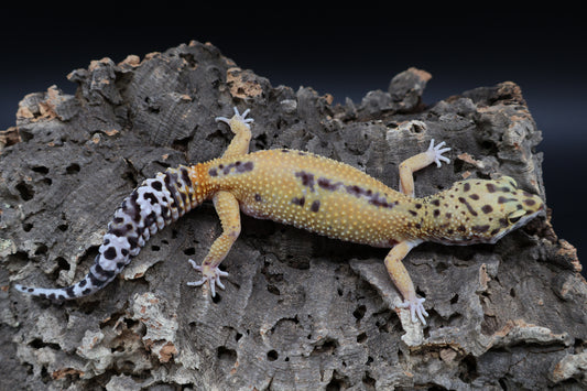 Female Firebold (ovulating)