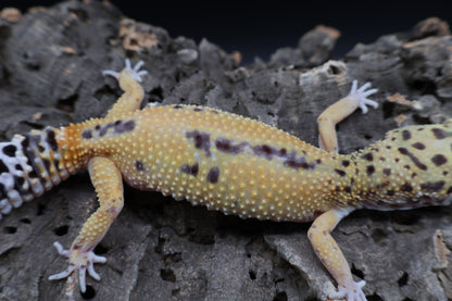 Female Firebold (ovulating)