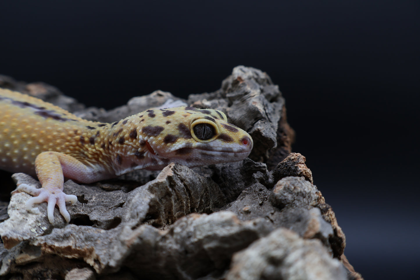 Female Firebold (ovulating)