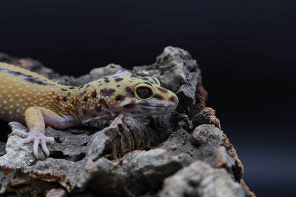 Female Firebold (ovulating)