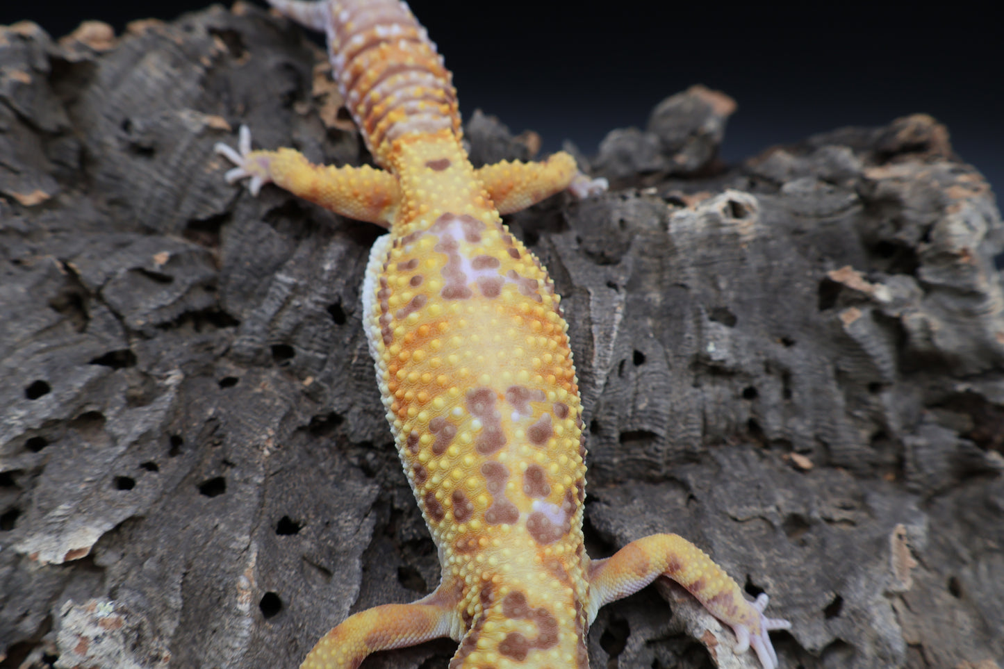 Female Super Giant Blood Bell 100% het Eclipse