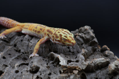 Female Super Giant Blood Bell 100% het Eclipse