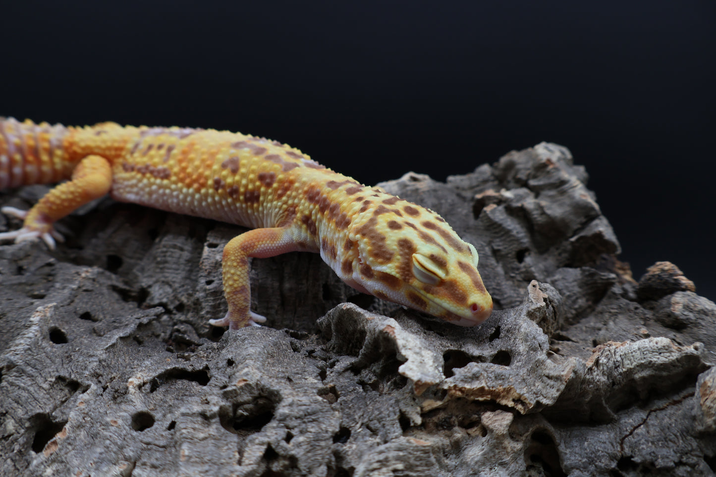 Female Super Giant Blood Bell 100% het Eclipse