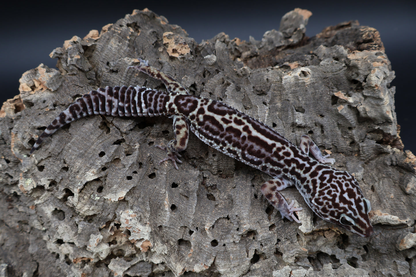 Male Black Night Mack Snow (B-Tier)(small for age; see note)