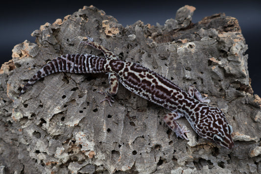 Male Black Night Mack Snow (B-Tier)(small for age; see note)