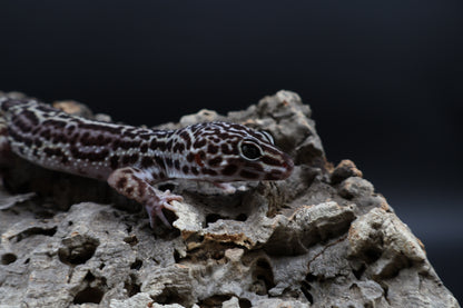 Male Black Night Mack Snow (B-Tier)(small for age; see note)