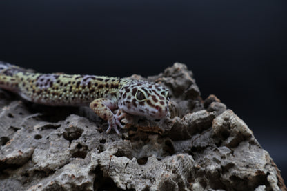 Female 50% Black Night 25% Afghanicus 25% Turcmenicus (tiny wavy tail tip)