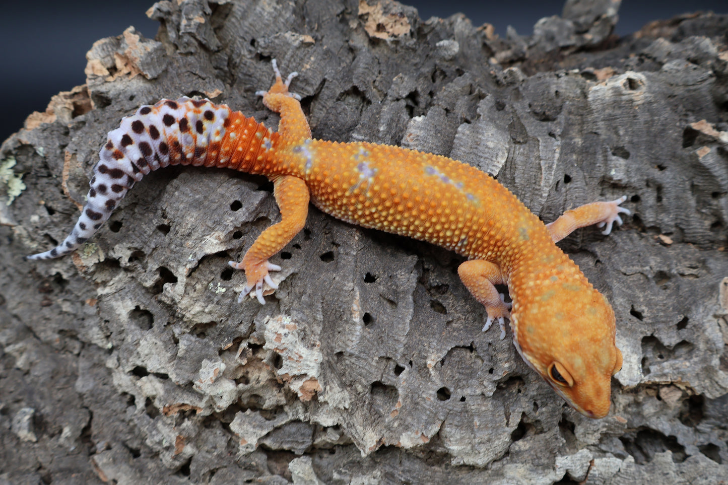 Female Mandarin Inferno 100% het Tremper Albino