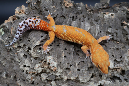 Female Mandarin Inferno 100% het Tremper Albino