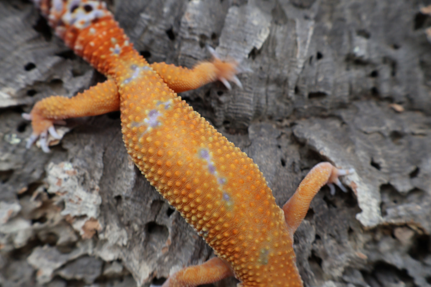 Female Mandarin Inferno 100% het Tremper Albino