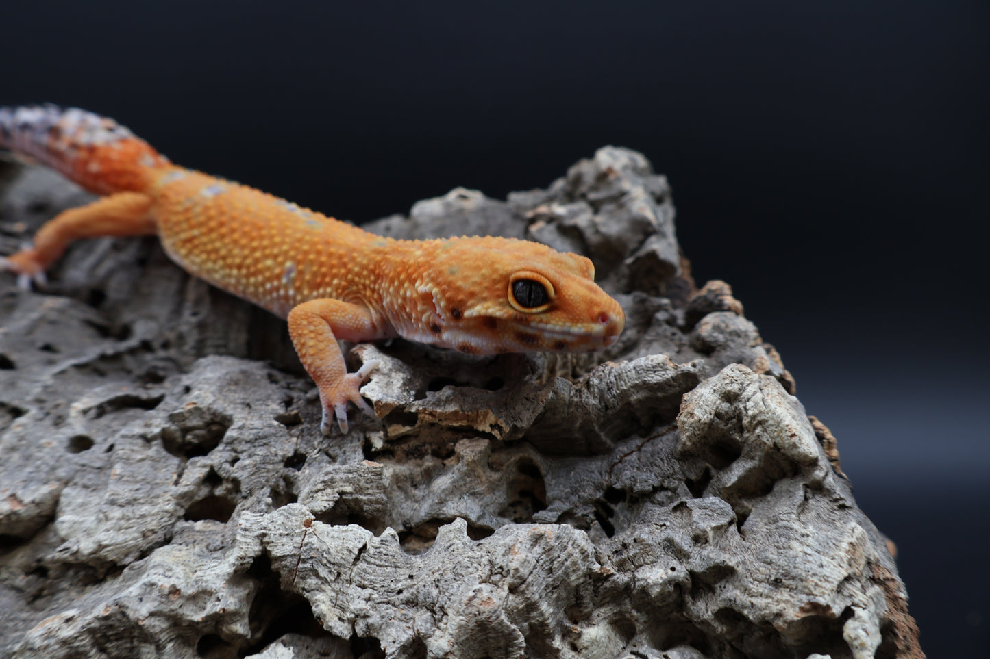 Female Mandarin Inferno 100% het Tremper Albino