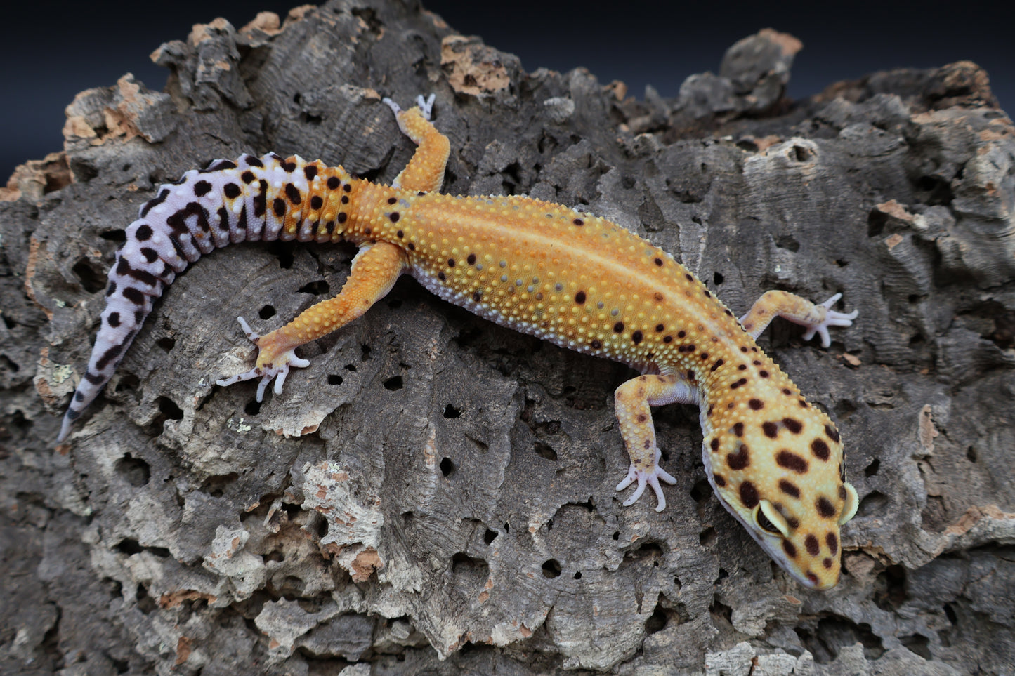 Female Firebold Red Stripe (ovulating)