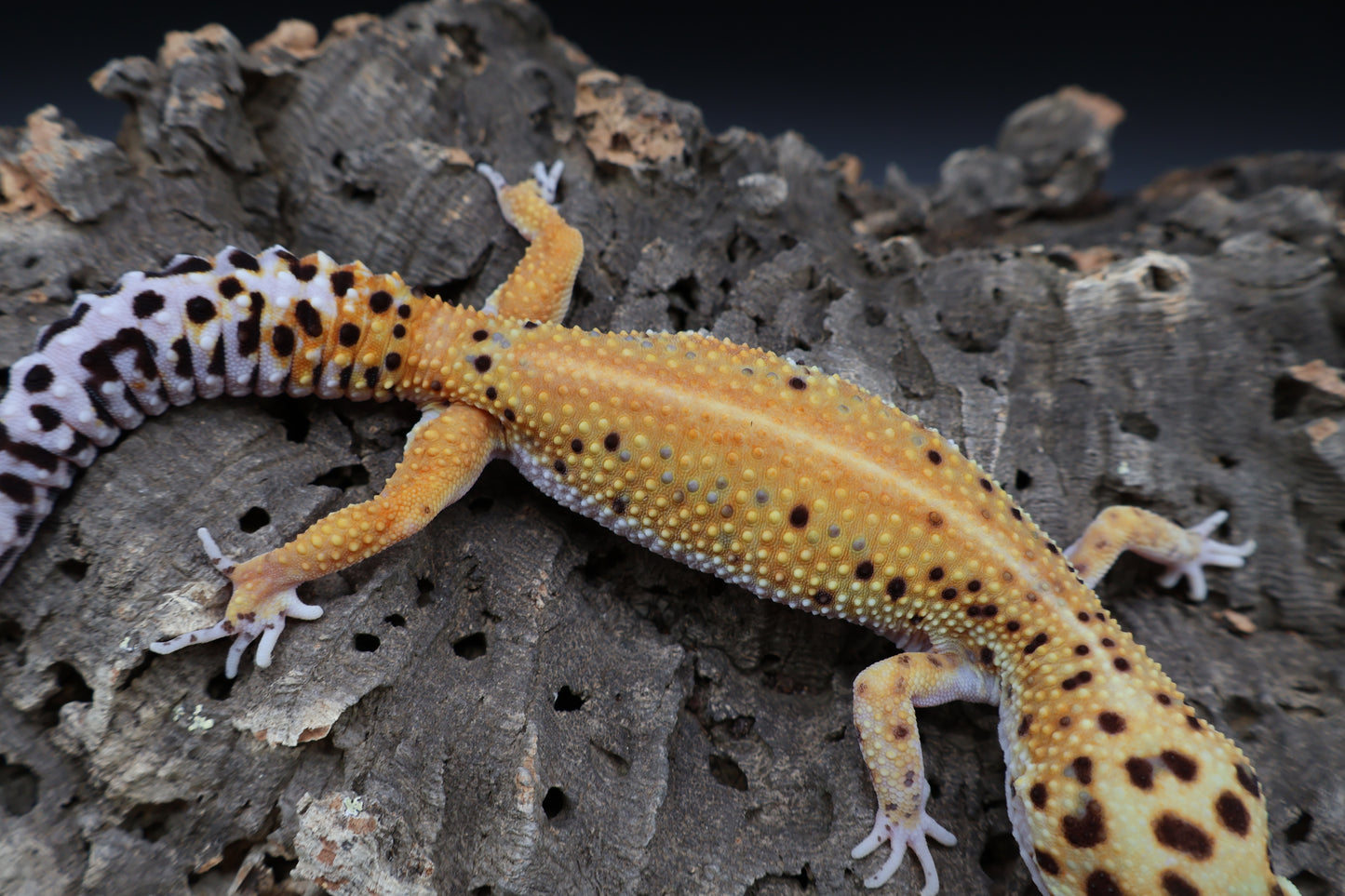 Female Firebold Red Stripe (ovulating)