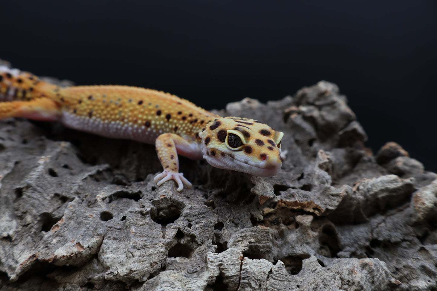 Female Firebold Red Stripe (ovulating)