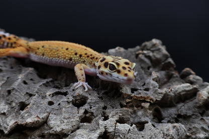 Female Firebold Red Stripe (ovulating)