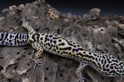 Female 50% Black Night 25% Afghanicus 25% Turcmenicus (ovulating)
