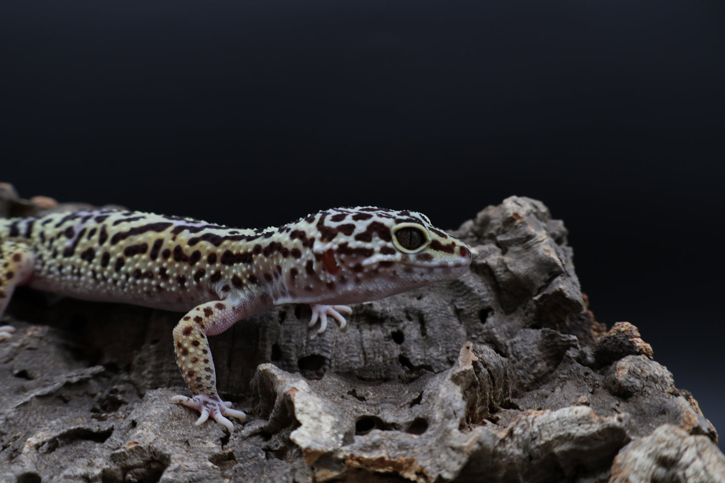 Female 50% Black Night 25% Afghanicus 25% Turcmenicus (ovulating)