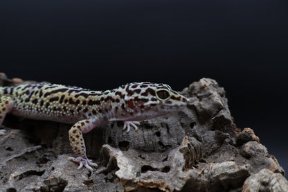 Female 50% Black Night 25% Afghanicus 25% Turcmenicus (ovulating)