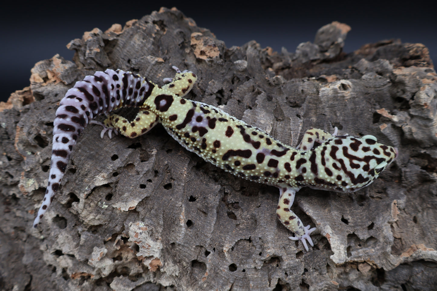 Female 50% Black Night 50% Hyper Xanthic Bold