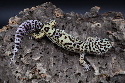 Female 50% Black Night 50% Hyper Xanthic Bold