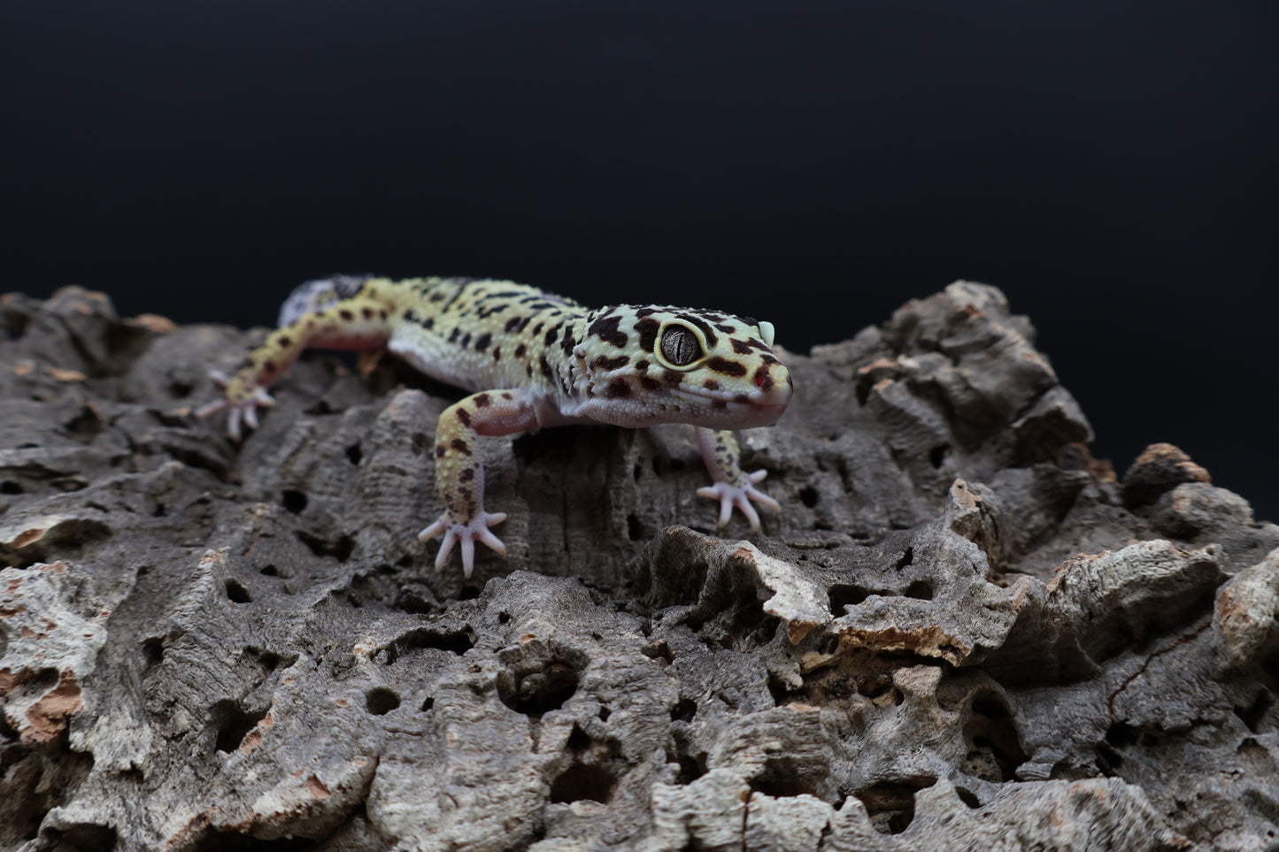 Female 50% Black Night 50% Hyper Xanthic Bold